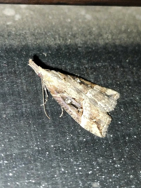 Hypena rostralis - közönséges karcsúbagoly