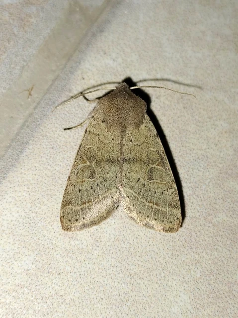 Orthosia cerasi - közepes barkabagoly
