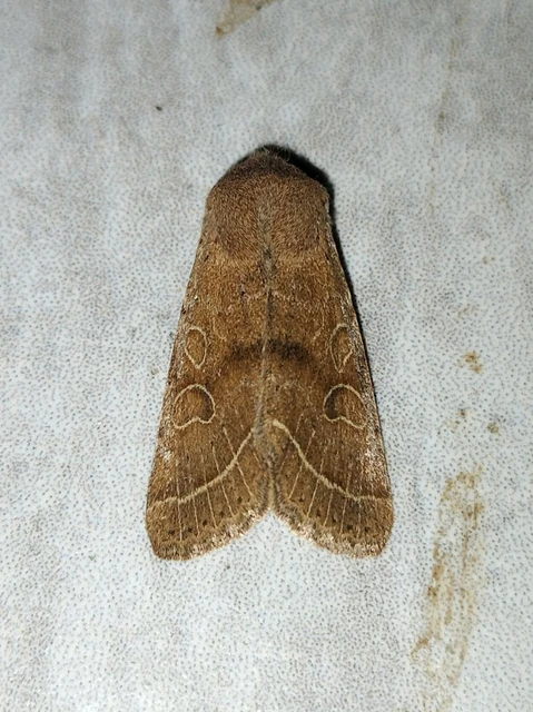 Orthosia cerasi - közepes barkabagoly