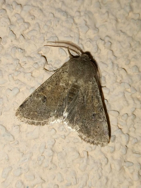 Orthosia cruda - kis barkabagoly
