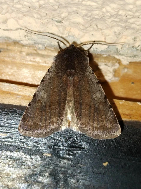 Cerastis rubricosa - vörhenyes tavaszibagoly