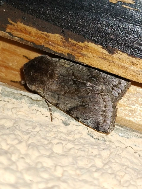 Cerastis rubricosa - vörhenyes tavaszibagoly