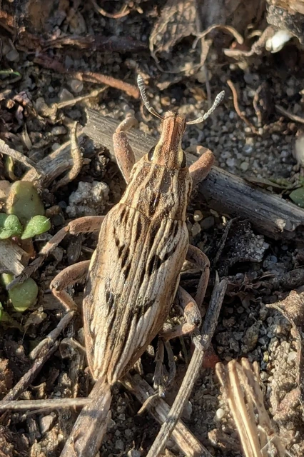 Coniocleonus nigrosuturatus - nyíljegyes barkó