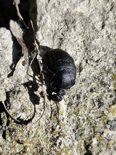 Meloe rugosus - ráncos nünüke
