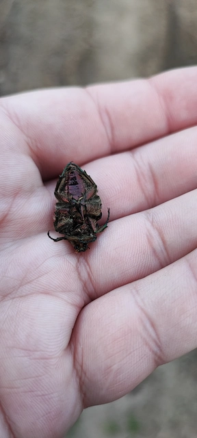 Cetonia aurata - aranyos virágbogár
