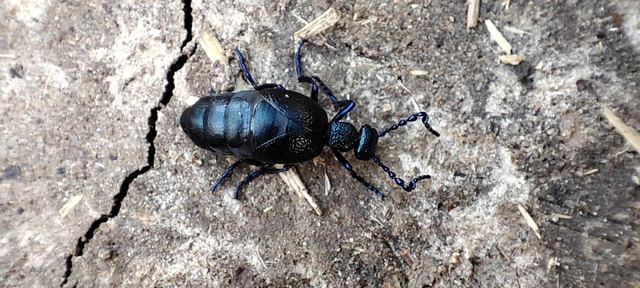 Meloe proscarabaeus - közönséges nünüke