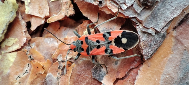 Lygaeus equestris/simulans