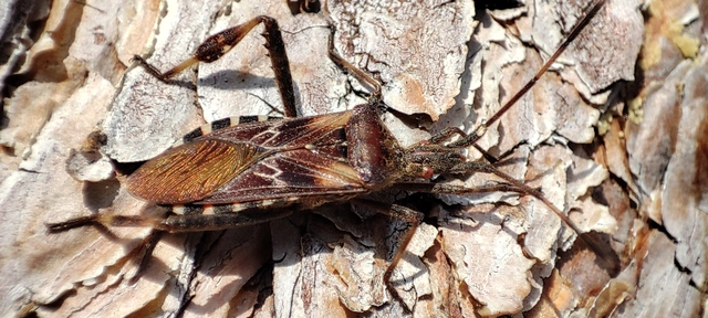 Leptoglossus occidentalis - nyugati levéllábú poloska Leptoglossus occidentalis - nyugati levéllábú poloska