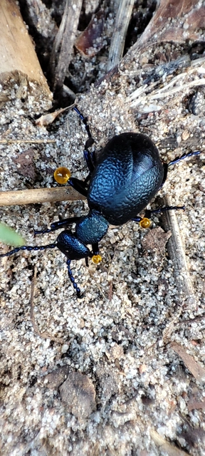 Meloe proscarabaeus - közönséges nünüke