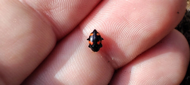 Scaphidium quadrimaculatum - négyfoltos sajkabogár