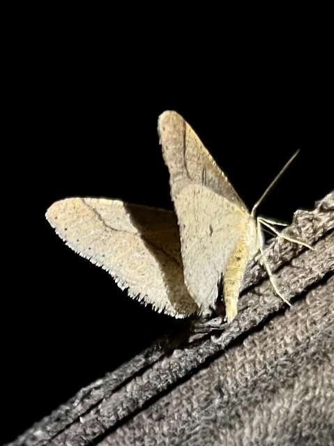 Agriopis marginaria - sárgás téliaraszoló