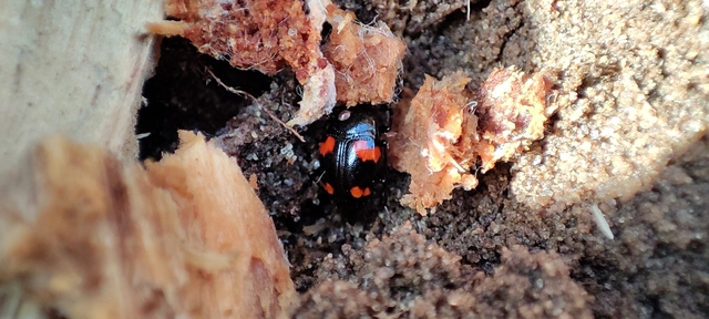 Scaphidium quadrimaculatum - négyfoltos sajkabogár