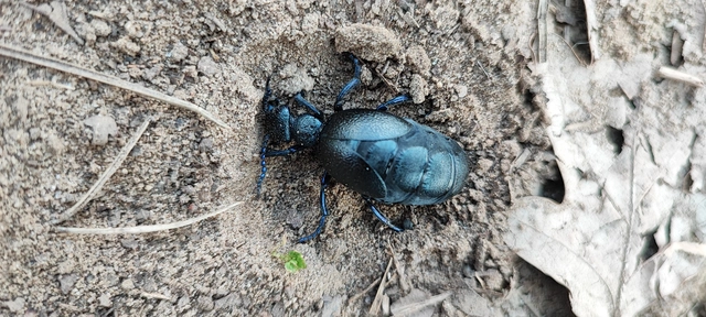 Meloe proscarabaeus - közönséges nünüke