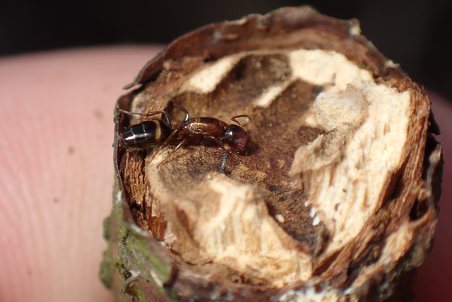 Colobopsis truncata - kapushangya