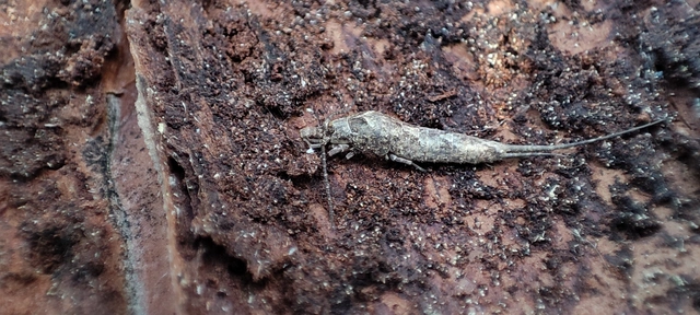 Archaeognatha - Ugróősrovarok