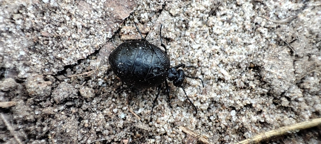 Meloe rugosus - ráncos nünüke