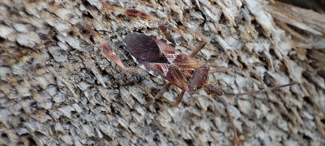 Leptoglossus occidentalis - nyugati levéllábú poloska Leptoglossus occidentalis - nyugati levéllábú poloska