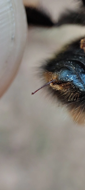 Bombus haematurus - mediterrán poszméh