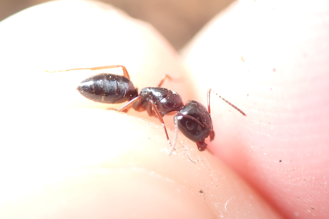 Camponotus fallax - ligeti lóhangya