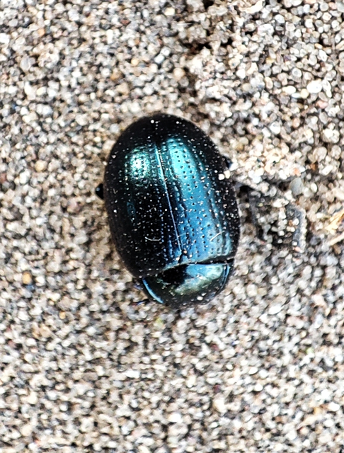 Chrysolina oricalcia - bronzos levélbogár