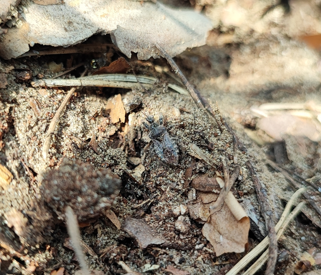 Coranus