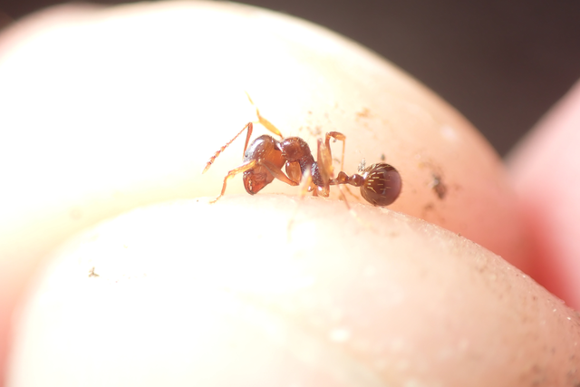 Aphaenogaster subterranea - vörös karcsúhangya