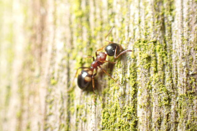 Dolichoderus quadripunctatus - négypettyes erdeihangya