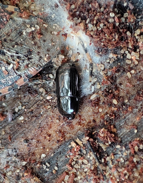 Platysoma elongatum - hosszúkás lapossutabogár Platysoma elongatum - hosszúkás lapossutabogár