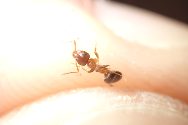 Lasius brunneus - rozsdáshátú feketehangya