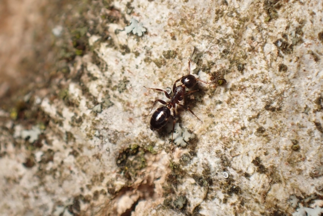 Colobopsis truncata - kapushangya