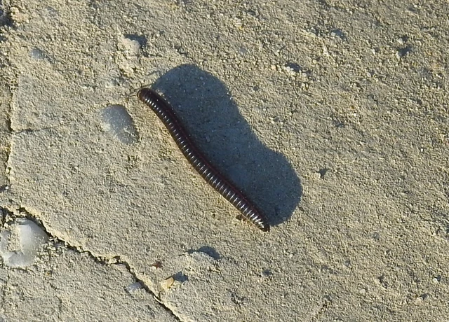 Diplopoda - Ikerszelvényesek