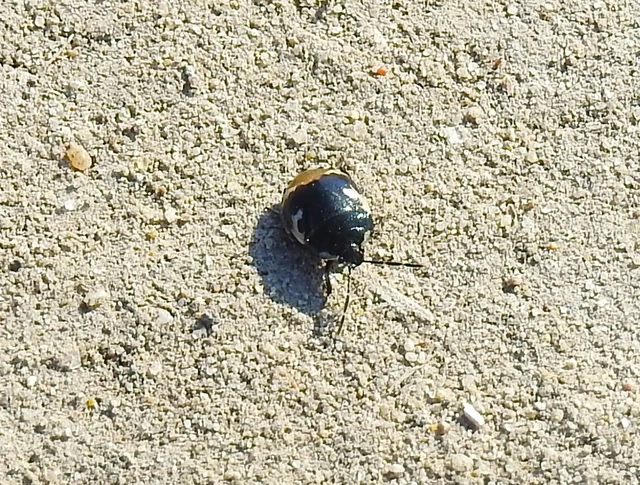 Tritomegas bicolor - foltos földipoloska