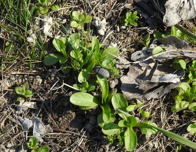 Opatrum sabulosum - sároshátú gyászbogár Opatrum sabulosum - sároshátú gyászbogár
