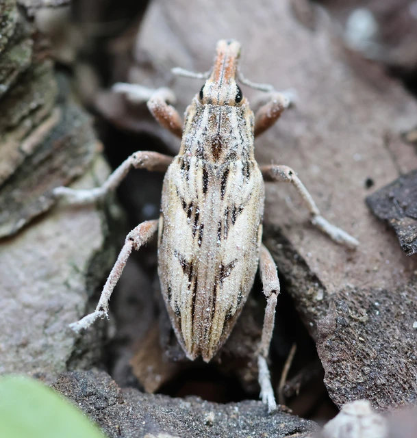 Coniocleonus nigrosuturatus - nyíljegyes barkó