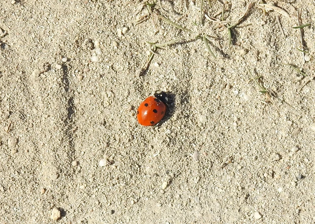 Coccinella septempunctata - hétpettyes katica