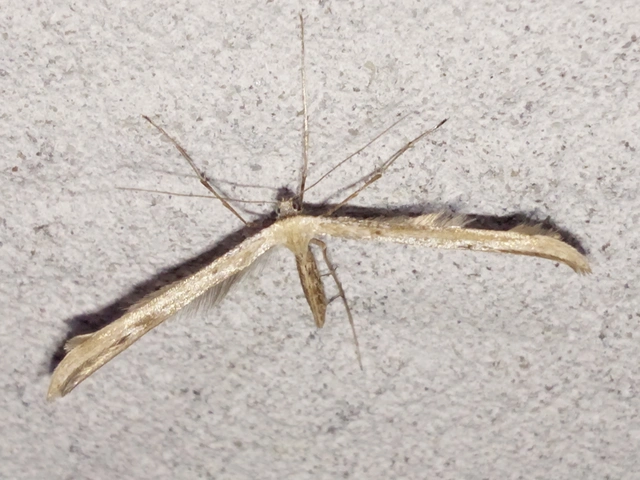 Emmelina monodactyla/argoteles