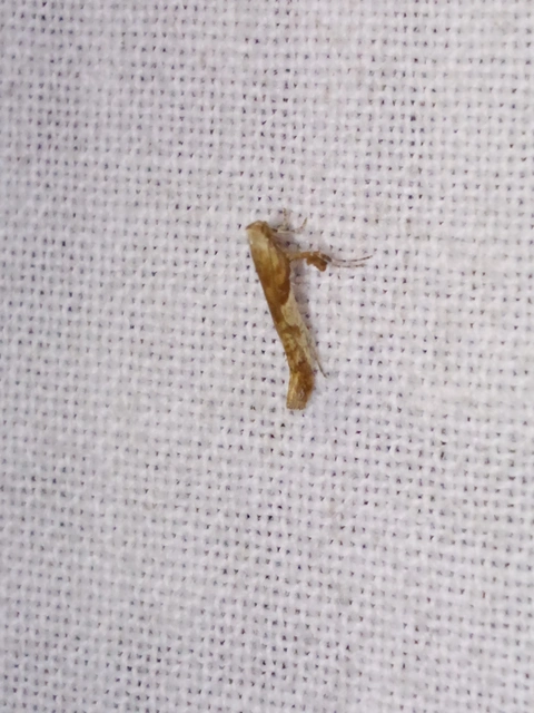 Caloptilia
