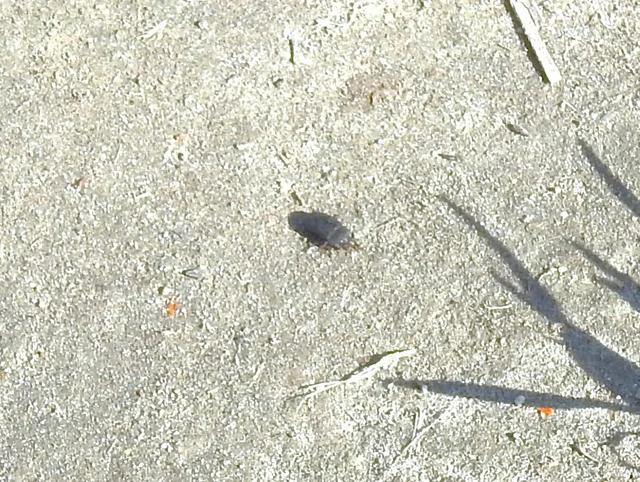 Dermestes Dermestes