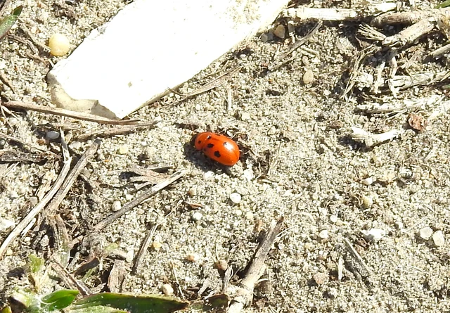 Gonioctena fornicata - közönséges lucernabogár