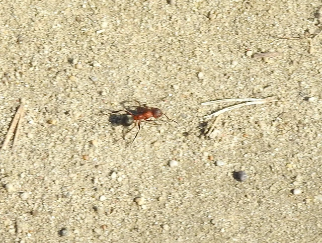 Formica sanguinea - vérvörös rablóhangya