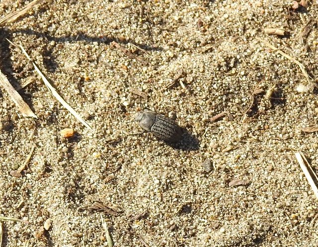 Opatrum sabulosum - sároshátú gyászbogár Opatrum sabulosum - sároshátú gyászbogár