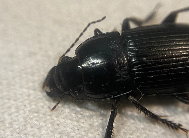 Harpalus caspius - keleti lomhafutó