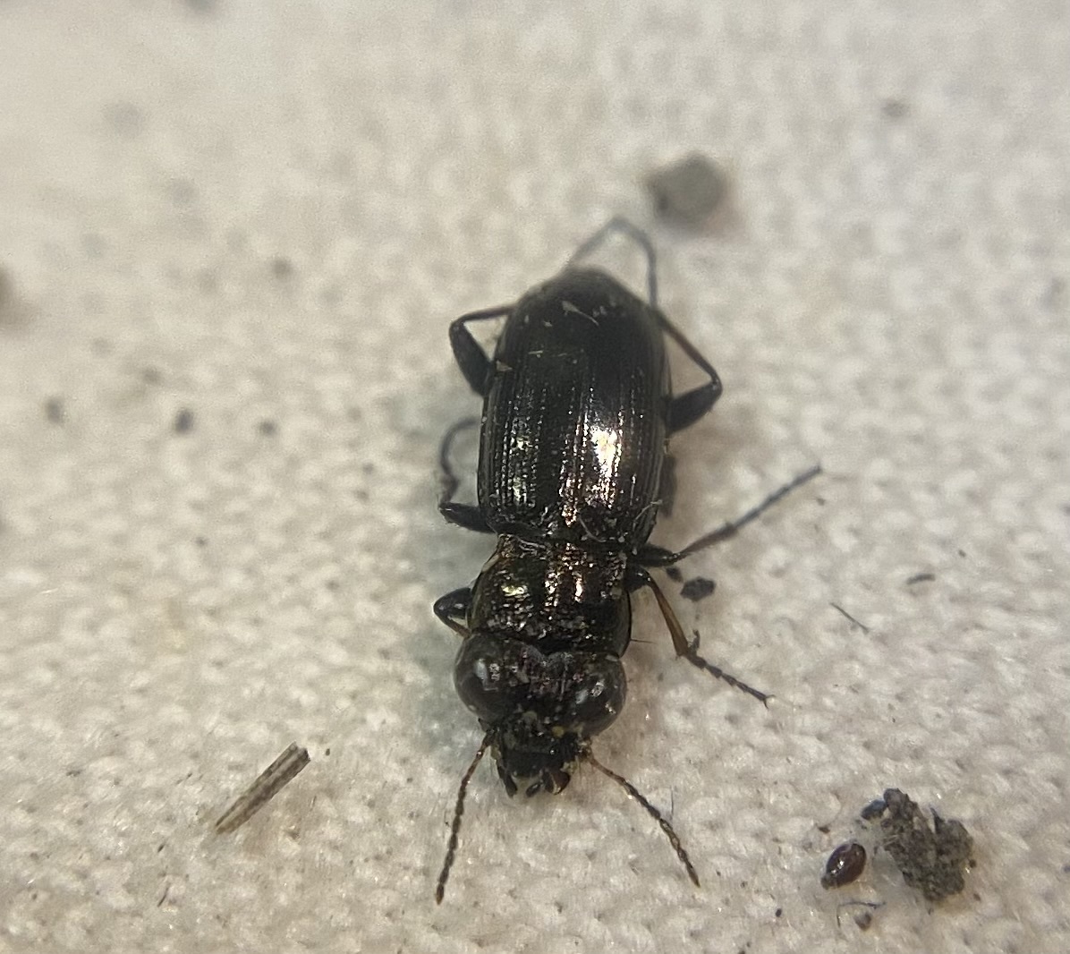 Notiophilus laticollis - sziki szemesfutó