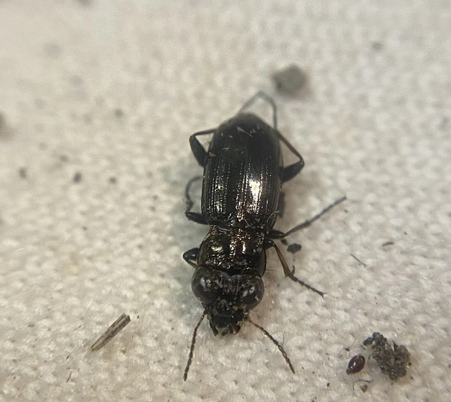Notiophilus laticollis - sziki szemesfutó