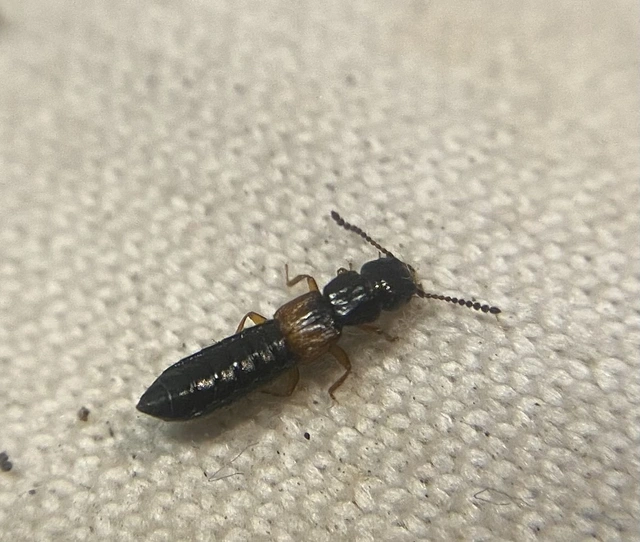 Anotylus insecatus - csipkéshátú korhóholyva Anotylus insecatus - csipkéshátú korhóholyva