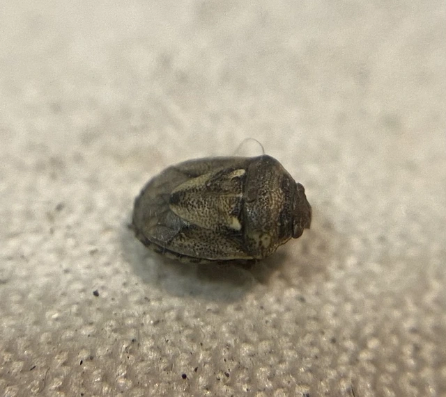 Crypsinus angustatus Crypsinus angustatus
