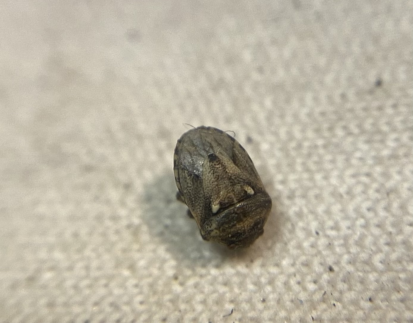 Crypsinus angustatus