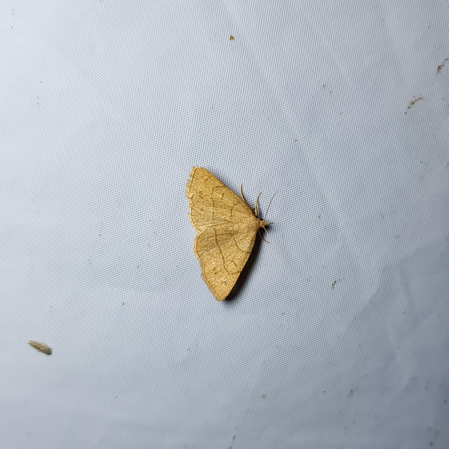 Paracolax tristalis - sárgás karcsúbagoly
