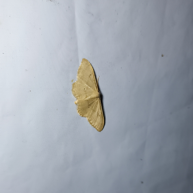 Idaea straminata - szalmasárga sávosaraszoló