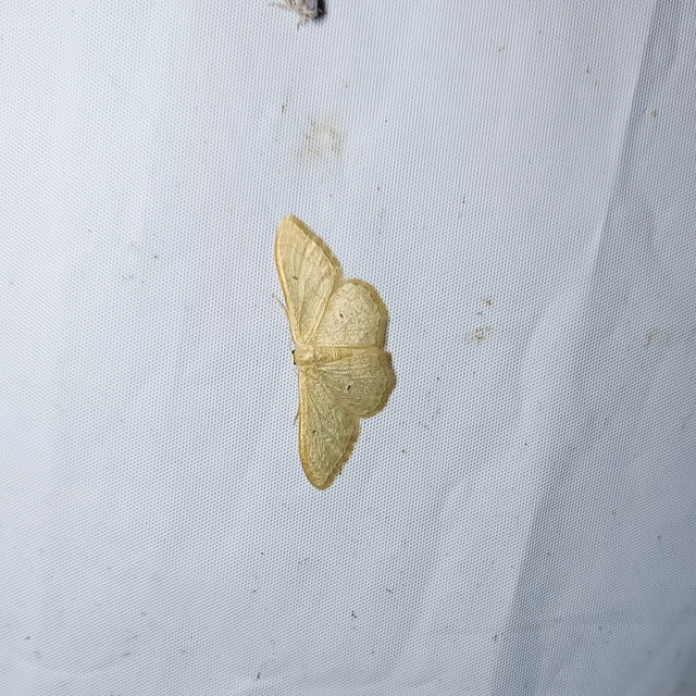 Idaea straminata - szalmasárga sávosaraszoló